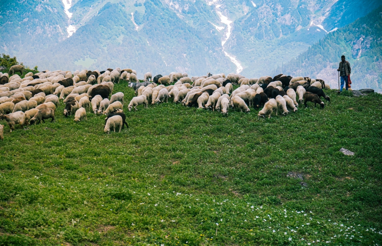Związek Podhalan zyskał dofinansowanie na kulturowy wypas owiec. Bacowie otrzymają prawie dwa miliony złotych