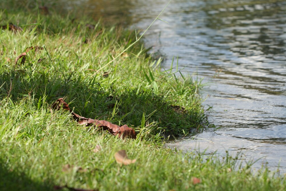 Zielona rewolucja nad Zalewem Nowohuckim: Unijne wsparcie na ochronę bioróżnorodności